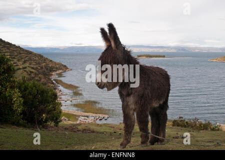 Âne sur le lac Titicaca, l'Isla del Sol, Bolivie Banque D'Images