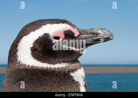 Manchot de Magellan (Spheniscus magellanicus), Peninsula Valdes, Argentine Banque D'Images