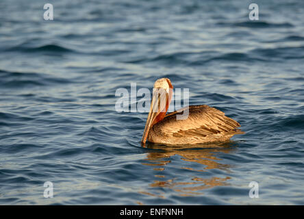 Pélican brun (Pelecanus occidentalis), Elizabeth Bay, l'île Isabela, îles Galapagos, Equateur Banque D'Images