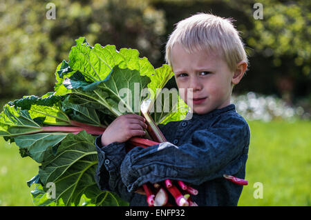 Un petit garçon d'âge préscolaire qui ont un grand groupe de rhubarbs dans le jardin sur un jour de printemps ensoleillé.Il porte une chemise bleue Banque D'Images