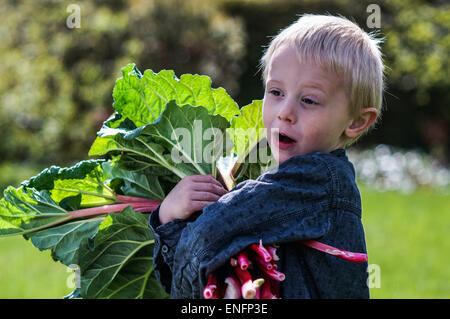 Un petit garçon d'âge préscolaire qui ont un grand groupe de rhubarbs dans le jardin sur un jour de printemps ensoleillé.Il porte une chemise bleue Banque D'Images