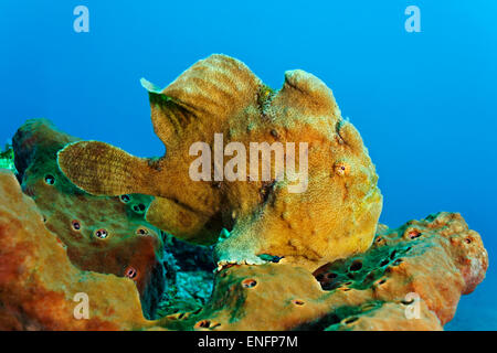 Poisson grenouille géant (Antennarius commersonii) assis sur la barrière de corail éponge, Bali Banque D'Images