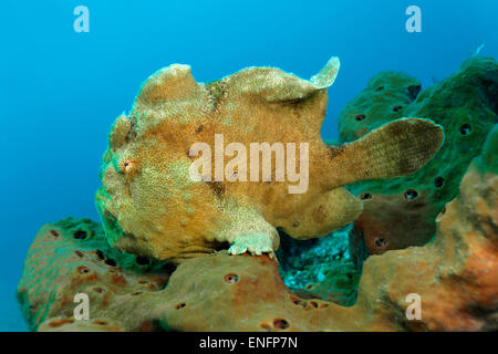 Poisson grenouille géant (Antennarius commersonii) sur une éponge dans la barrière de corail, Bali Banque D'Images