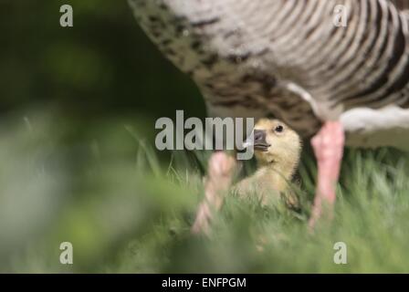 Oie cendrée (Anser anser), Poussin, Hesse, Allemagne Banque D'Images