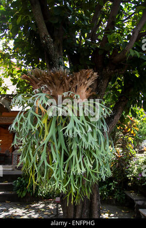 Staghorn Fern (Mer légère coronarium), Bali, Indonésie Banque D'Images