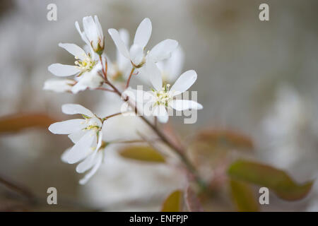 L'amélanchier du Canada (Amelanchier canadensis), fleurs, Basse-Saxe, Allemagne Banque D'Images