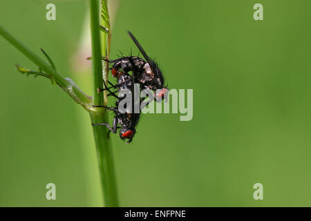 Mouches (Brachycères sp.) L'accouplement, Allemagne Banque D'Images