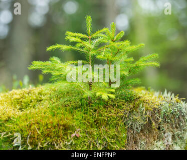 Les jeunes arbres de l'épinette de Norvège (Picea abies), croissant sur la mousse, Parc National de Harz, Basse-Saxe, Allemagne Banque D'Images