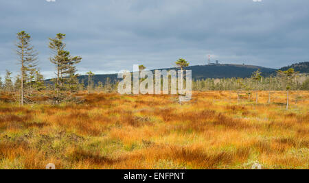 Bodebruch tourbière soulevée à l'automne, avec vue sur la montagne Brocken, Parc National de Harz, Basse-Saxe, Allemagne Banque D'Images