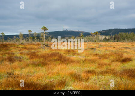 Bodebruch tourbière soulevée à l'automne, avec vue sur la montagne Brocken, Parc National de Harz, Basse-Saxe, Allemagne Banque D'Images