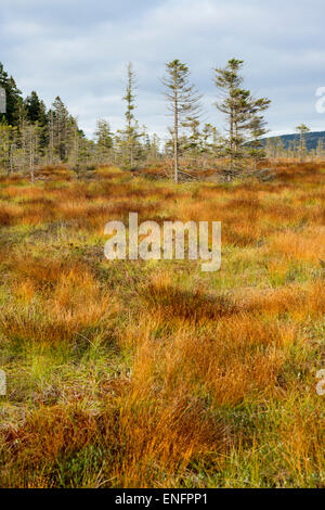 Bodebruch soulevées bog en automne, Parc National de Harz, Basse-Saxe, Allemagne Banque D'Images