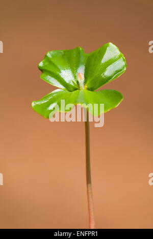 Hêtre européen (Fagus sylvatica), plantule, Basse-Saxe, Allemagne Banque D'Images