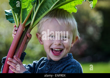 Un petit garçon d'âge préscolaire qui ont un grand groupe de rhubarbs dans le jardin sur un jour de printemps ensoleillé.Il porte une chemise bleue Banque D'Images