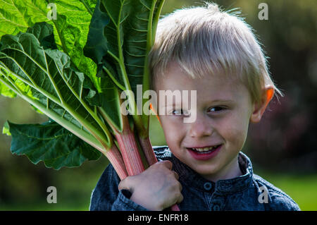 Un petit garçon d'âge préscolaire qui ont un grand groupe de rhubarbs dans le jardin sur un jour de printemps ensoleillé.Il porte une chemise bleue Banque D'Images