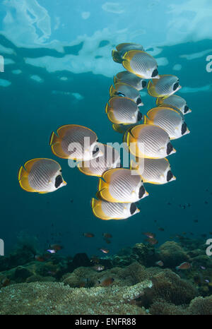 Papillons (Chaetodon adiergastos philippine), Bali, Indonésie Banque D'Images