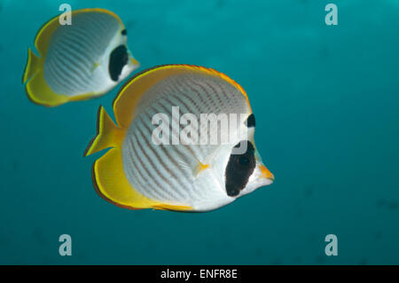 Papillons (Chaetodon adiergastos philippine), deux, Bali, Indonésie Banque D'Images