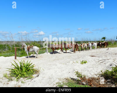 Chevaux sur la plage, un ciel bleu, l'équitation Banque D'Images