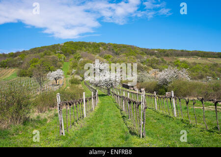 Blossoming cherry trees in vineyard, Derenbach, montagnes du Nord, Lekha Burgenland, Burgenland, Autriche Banque D'Images