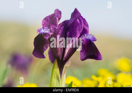 Iris nain (Iris pumila), du nord de Burgenland, Burgenland, Autriche Banque D'Images