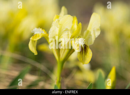 Iris nain (Iris pumila), du nord de Burgenland, Burgenland, Autriche Banque D'Images