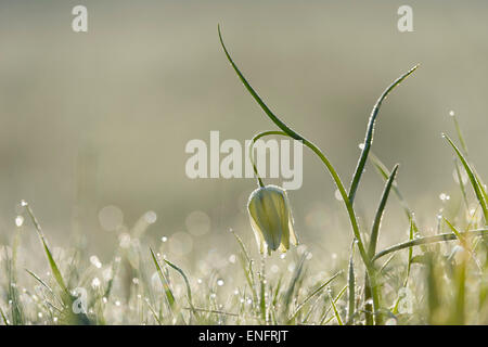 Tête du Serpent blanc fritillary (Fritillaria meleagris), Hesse, Allemagne Banque D'Images