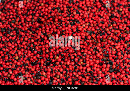 Graines de jequirity (abrus precatorius) Pois, très toxique, Kochi, Cochin, Kerala, Inde Banque D'Images