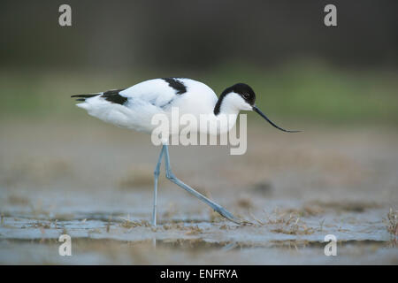 Avocette élégante (Recurvirostra avosetta), le lac de Neusiedl Parc National, Burgenland, Autriche Banque D'Images