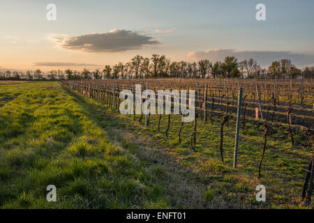 Coucher du soleil en vigne, le lac de Neusiedl Parc National, Burgenland, Autriche Banque D'Images