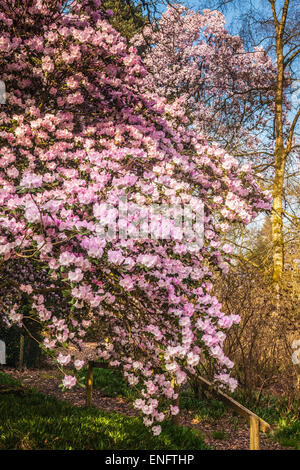 Rhododendron oreodoxa var. fargesii avec Magnolia campbellii var. mollicomata en arrière-plan à l'Bowood Estate dans Wiltshir Banque D'Images