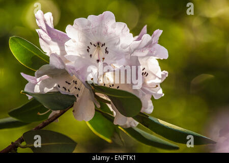 Rhododendron oreodoxa var. fargesii au Bowood Estate dans le Wiltshire. Banque D'Images
