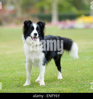 border collie Banque D'Images