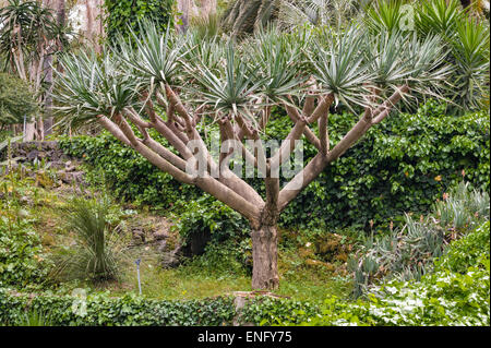 Villa Paterno, Catane, Sicile, Italie. Un dragonnier (Dracaena) dans ce jardin botanique sur les pentes de l'Etna Banque D'Images