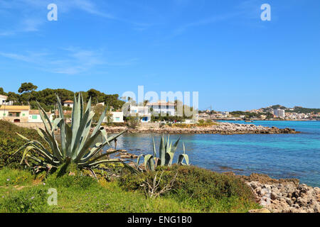 Agave americana, côte près de Cala Ratjada, Majorque Banque D'Images