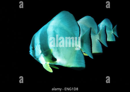 Platax teira trois requins, platax, requins spadefish, ou face ronde (Platax teira batfish) Red Sea, Egypt Banque D'Images