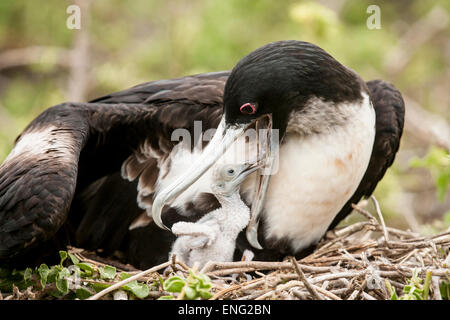 Close up de nourrir les oiseaux frégate chick in nest Banque D'Images