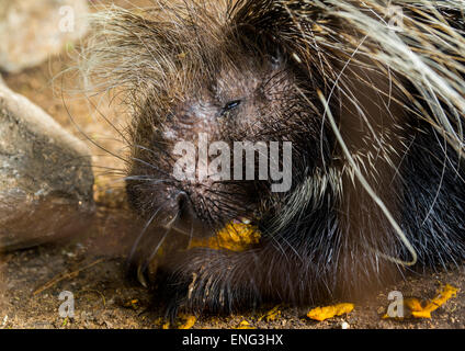 Porc-épic (Hystrix cristata), le comté, le Mont Kenya Laikipia, Kenya Banque D'Images