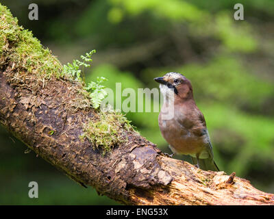 Jay,Garrulus glandarius,dans un bois Banque D'Images