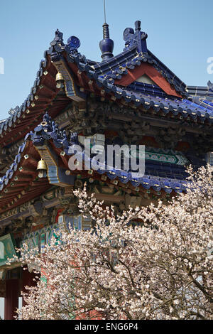 Fleurs de prunier au printemps en face d'un pavillon à Mingxiaoling, le tombeau du premier empereur de la dynastie Ming, Nanjing, Chine. Banque D'Images