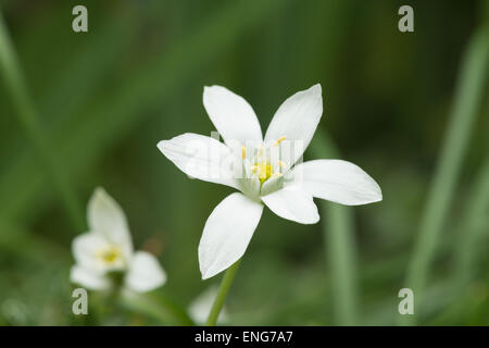 Le pollen de l'anthère l'étamine la floraison laden après une pluie de pétales de fleur blanche sur Galtonia avec de l'eau de pluie gouttes les graines en développement Banque D'Images