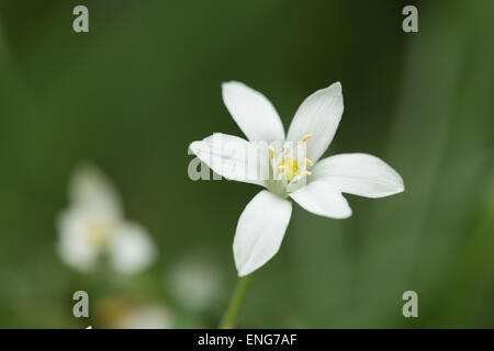 Le pollen de l'anthère l'étamine la floraison laden après une pluie de pétales de fleur blanche sur Galtonia avec de l'eau de pluie gouttes les graines en développement Banque D'Images