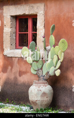 Sicile, Italie. Un cactus dans un vieux pot en terre cuite se dresse contre un mur de couleur ocre Banque D'Images