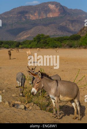 Les ânes en face de Ndoto Mountains, district de Marsabit, Ngurunit, Kenya Banque D'Images