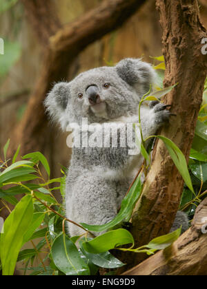 Koala au Zoo de Duisburg, Allemagne. Il y a seulement environ 140 koalas en dehors de l'Australie, principalement en raison de leur régime alimentaire spécifique. Banque D'Images