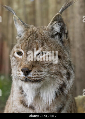 Portrait de lynx eurasien Zoo de Duisburg Allemagne Banque D'Images