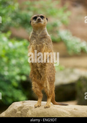 Meerkat (Suricata suricatta) dans le Zoo de Duisburg debout sur les pattes arrière et c'est la queue de l'utiliser comme support. Banque D'Images