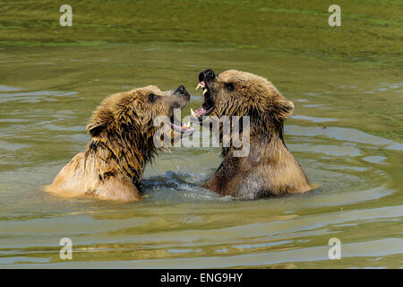 Ours brun, Ursus arctos Banque D'Images