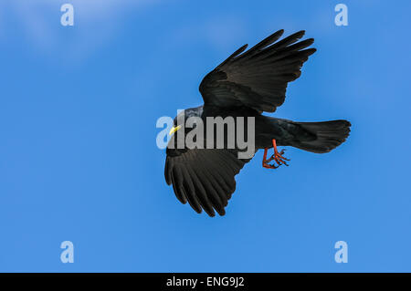 Alpine chough Pyrrhocorax graculus, graculus, crave à bec jaune Banque D'Images