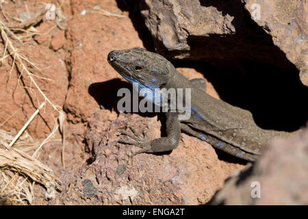 Lézard dans La Palma, Îles Canaries. Gallotia galloti Banque D'Images