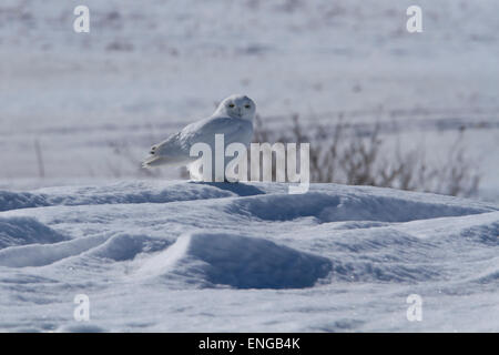 Superbe mâle adulte, le Harfang des neiges (Bubo scandiacus) en hiver Banque D'Images