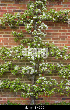 Floraison espaliered pear tree dans jardin clos, Norfolk, Angleterre Banque D'Images
